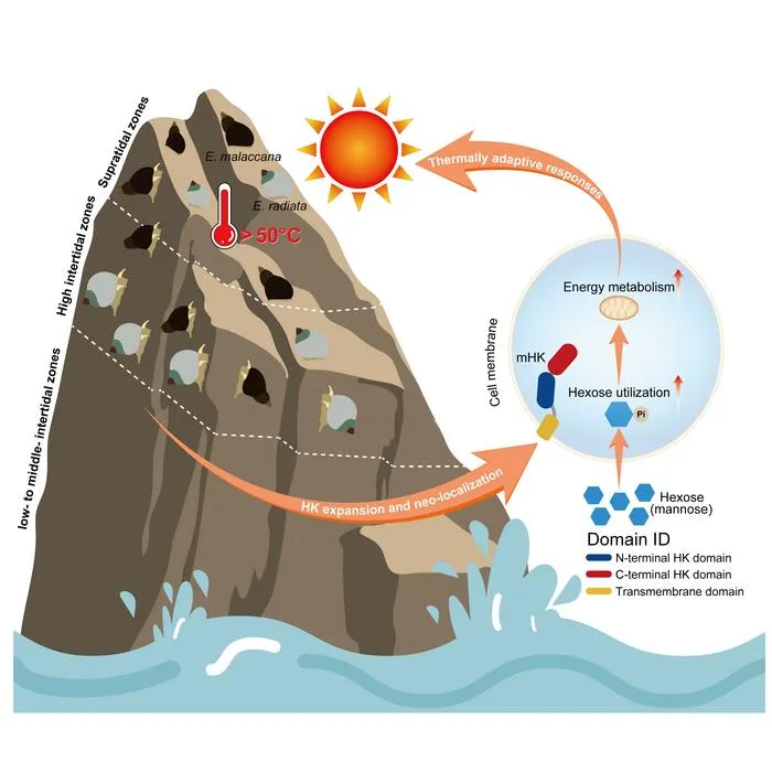 Genomic mechanism of extreme heat tolerance in Echinolittorina snails: expansion and neofunctionalization of the HK family