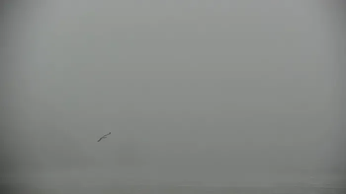 Seabird in fog at Cannon beach