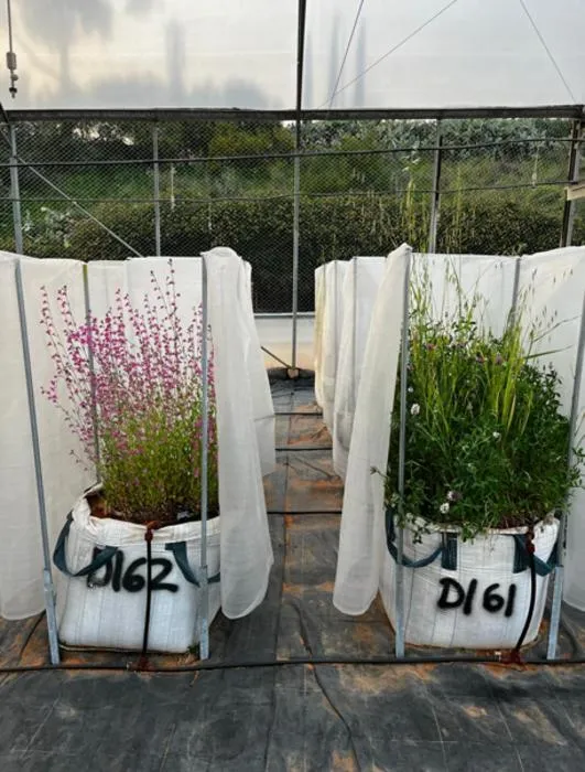 Two experimental plant communities used in the study