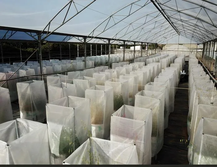 Experimental greenhouse containing the plant communities used in the study
