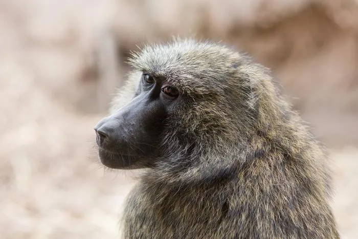 An Olive Baboon at the Seneca Park Zoo