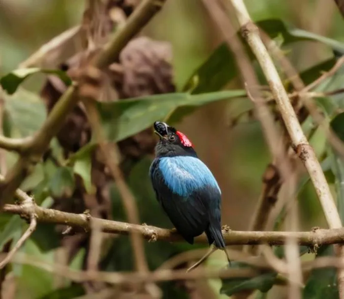 Lance-tailed manakin (Chiroxiphia lanceolata)