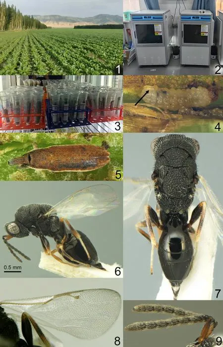 Photos of the field work and the wasp that preys on the weevil beetle