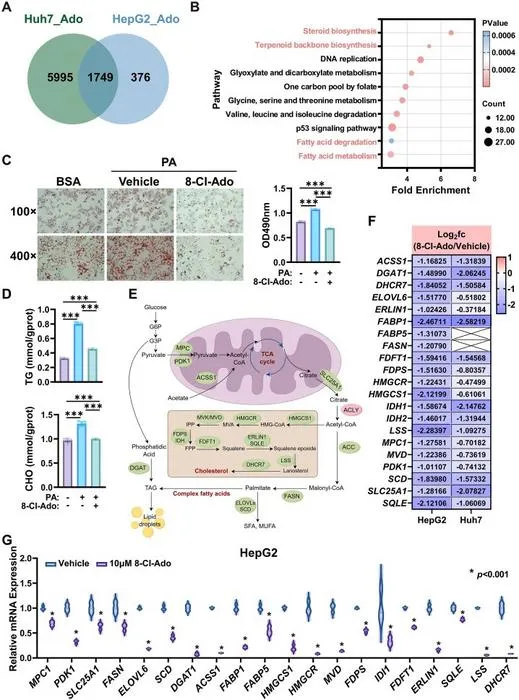 8-Cl-Ado suppresses lipid metabolism in liver cancer by regulating gene expression