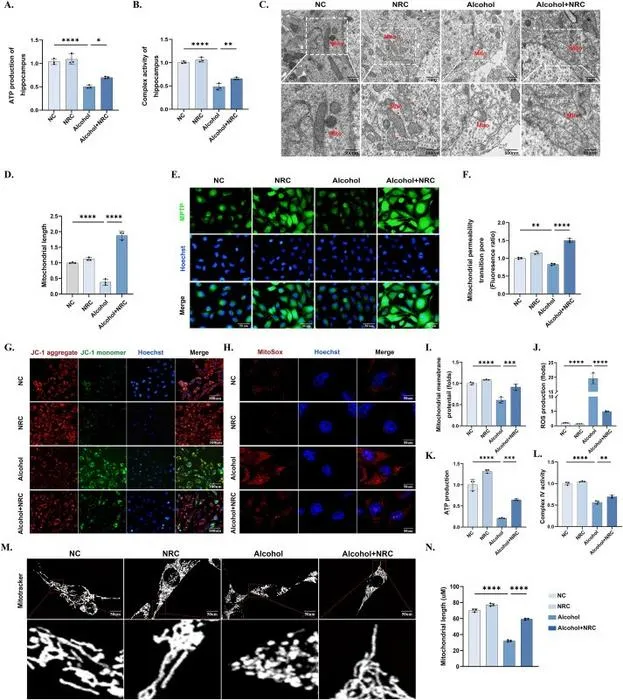 Nicotinamide riboside chloride (NRC) treatment ameliorated mitochondrial dysfunction and mitochondrial oxidative stress.