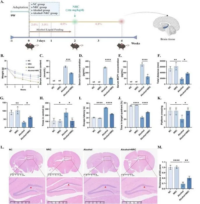 Nicotinamide riboside chloride (NRC) supplement blunted the development of neuron damage in alcohol-induced mice.