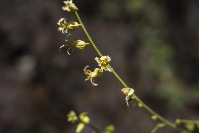 Mountain Jewelflower