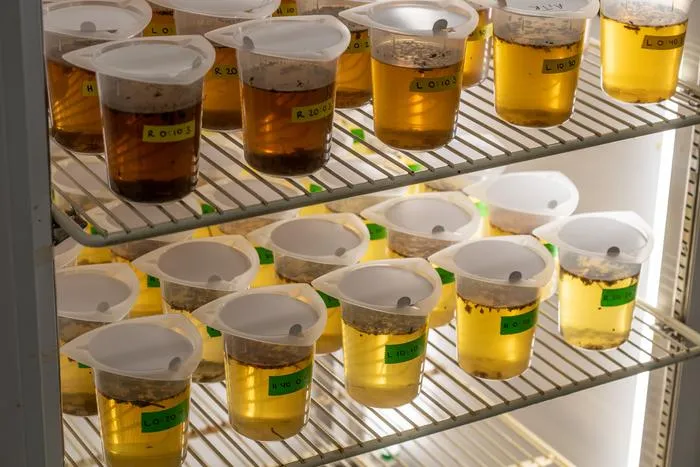 Leaves soaked in water provided microbial food for mosquito larvae