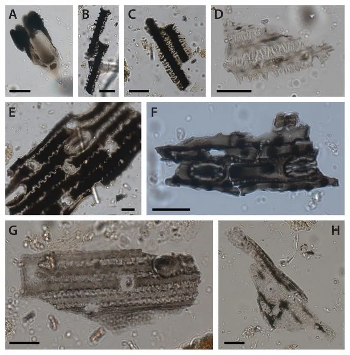 Phytoliths
