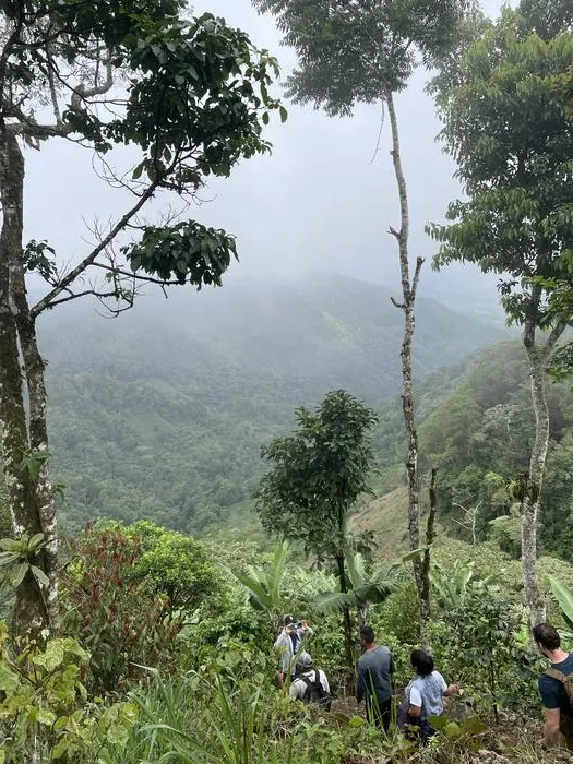Researchers traverse a cloud forest
