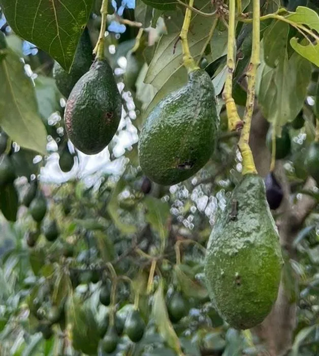 Close-up of the fruits produced by a native avocado tree.