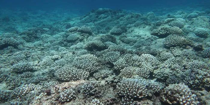 Bleached corals