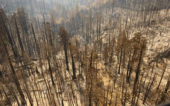Castle Fire aftermath 2020 Sequoia NP