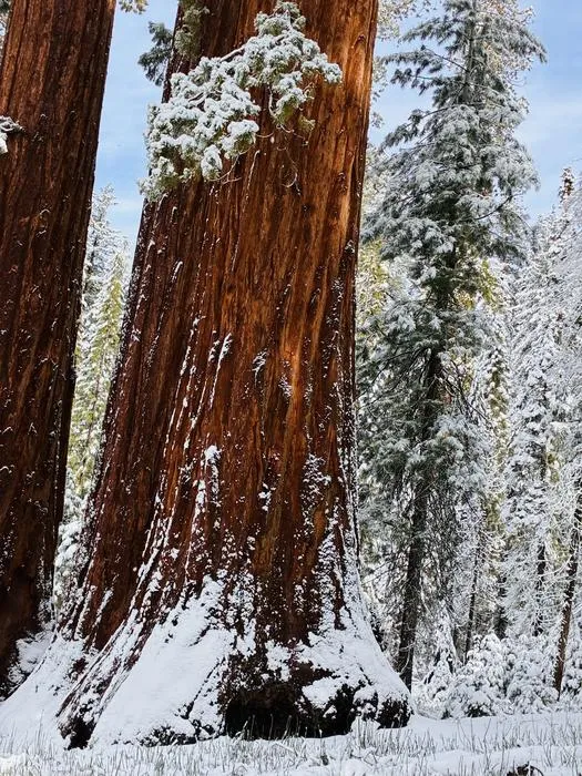 Giant sequoia in snow