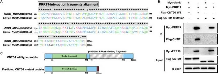 Truncating CNTD1 mutation abolished interaction with its meiosis partner PRR19