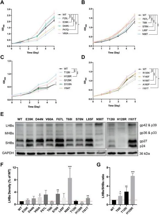 Several high-frequency pre-S mutations identified in occult HBV infection (OBI) significantly promote cell proliferation.