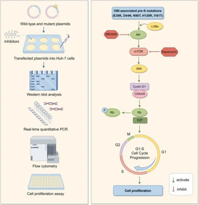 Occult hepatitis B virus pre-S mutations lead to cell cycle dysregulation and aberrant proliferation through activation of the Akt/mTOR/Cyclin D1 signaling pathway.