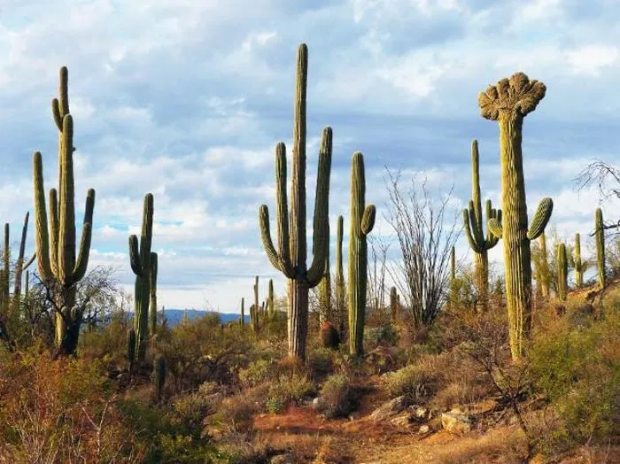 Southwest U.S. desert