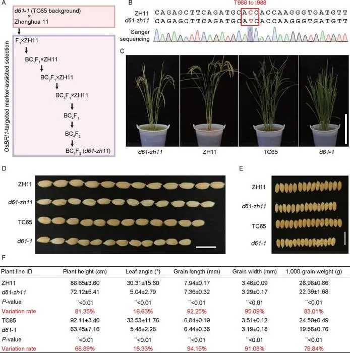 Fig. 1. Comparison of brassinosteroid (BR)-associated traits in Zhonghua 11 (ZH11) and Taichung (TC65)