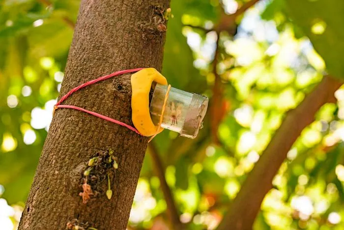Native fine-flavor cacao can match commercial varieties in yield