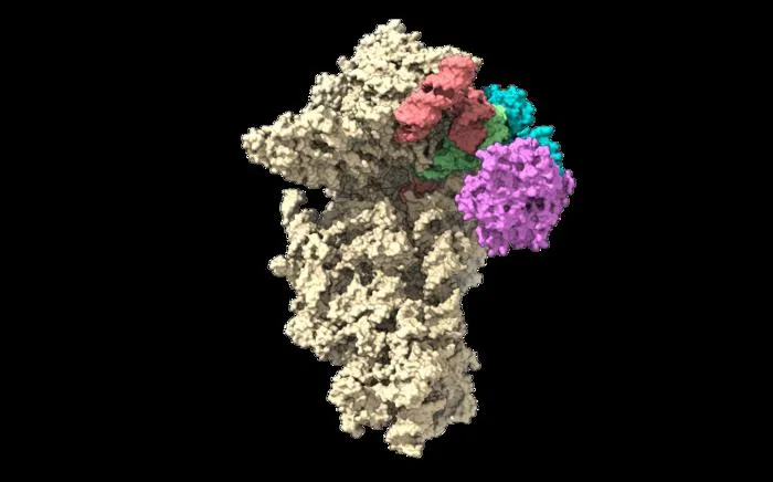 Structure of EMCV IRES-48S ribosomal pre-initiation complex