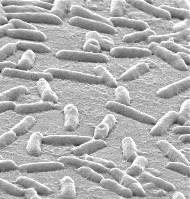 Electron micrograph of P. aeruginosa bacteria attached to a surface