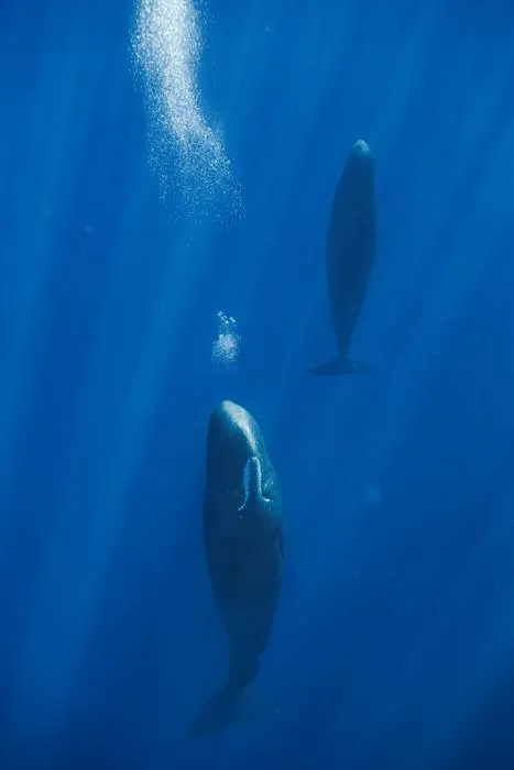 Sperm Whale rest vertically