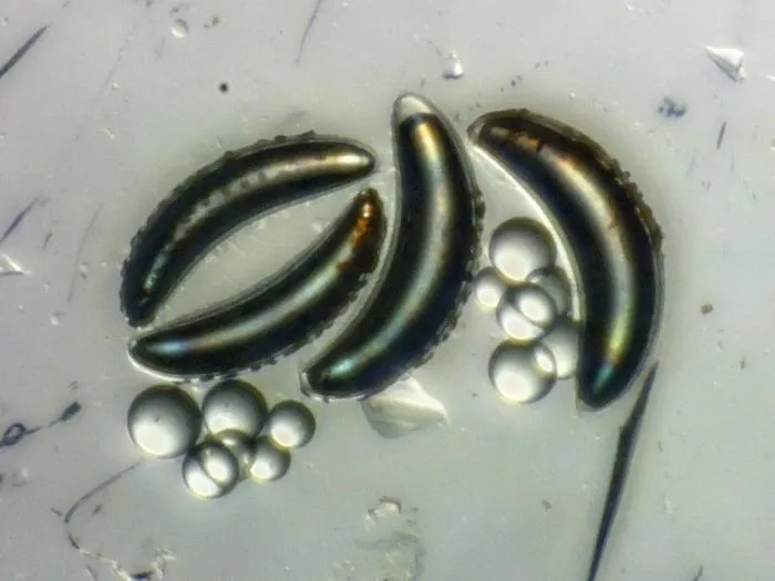 Excised Chaoborus edulis airsacs Credit Philip Matthews