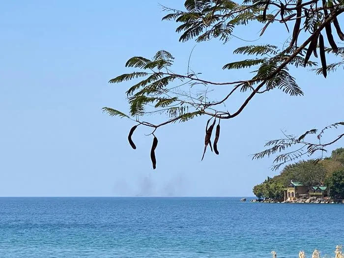 A swarm of the lake fly larvae, Chaoborus edulis, over Lake Malawi Credit Philip Matthews