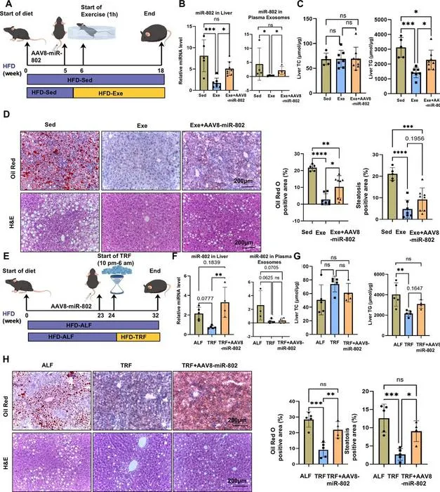 Exercise and TRF suppress miR-802 to ameliorate MASLD in mice.