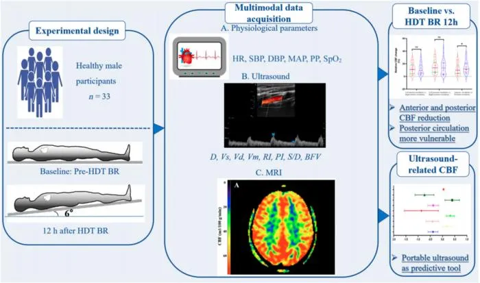 Schematic diagram of the research process. Thirty-three healthy male participants underwent a 12-h –6° head-down tilt (HDT) bed rest (BR) protocol to simulate microgravity exposure.