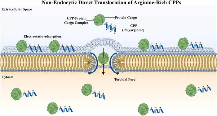 Mechanism of direct cytosolic delivery mediated by cell-penetrating peptides (CPPs)