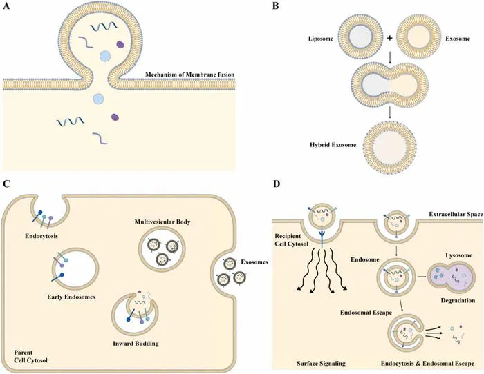 Mechanisms of exosome biogenesis, engineering, and cellular interactions