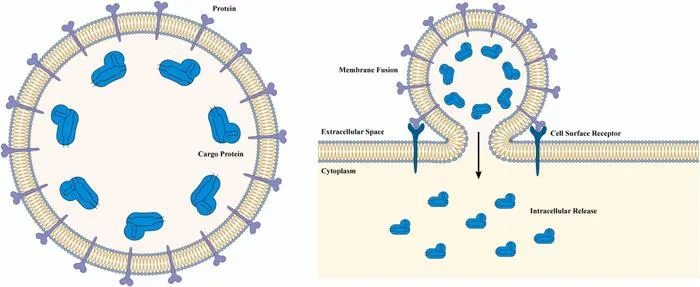 VLP-mediated cytosolic delivery via receptor-triggered membrane fusion