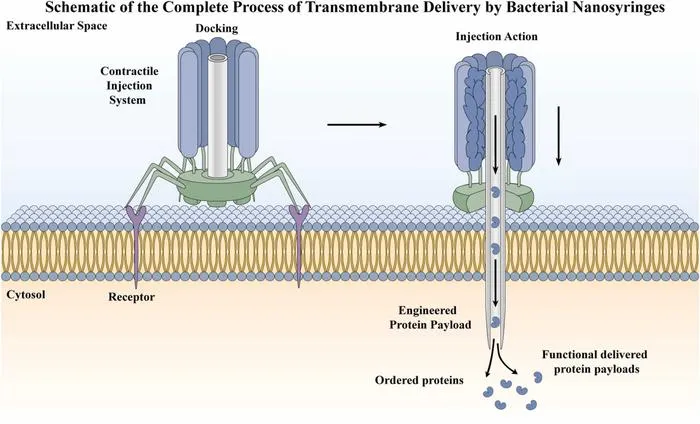 Mechanism of transmembrane delivery by bacterial nano-syringes