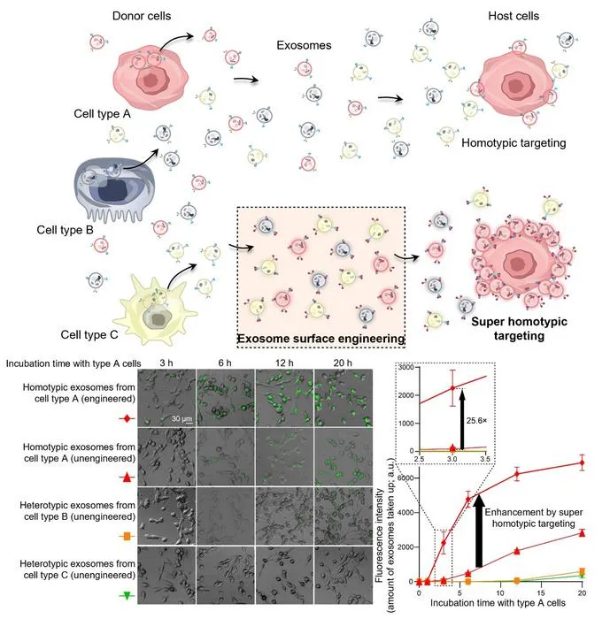 Concept of super homotypic targeting