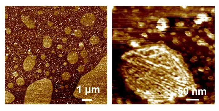 Self-assembled ordered silk fibroin nanofibrils after six-day maturation with silk sericin