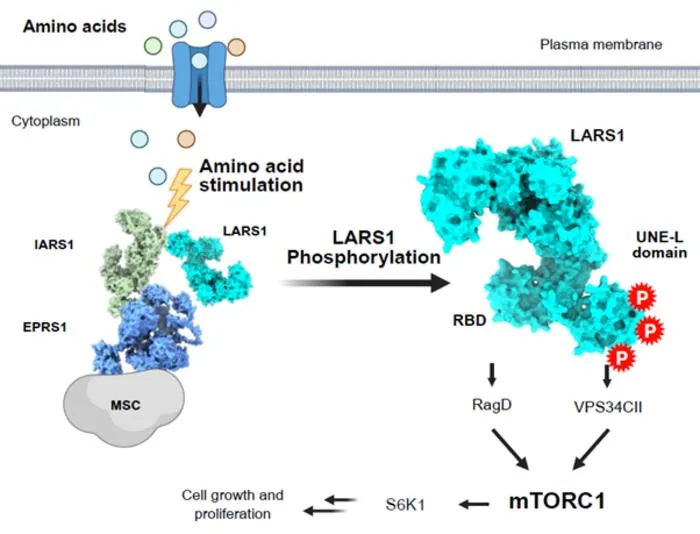 KAIST Identifies a Molecular “Switch” That Activates Cell Growth Signaling, Suggesting a Potential Basis for Next-Generation Anticancer Therapy