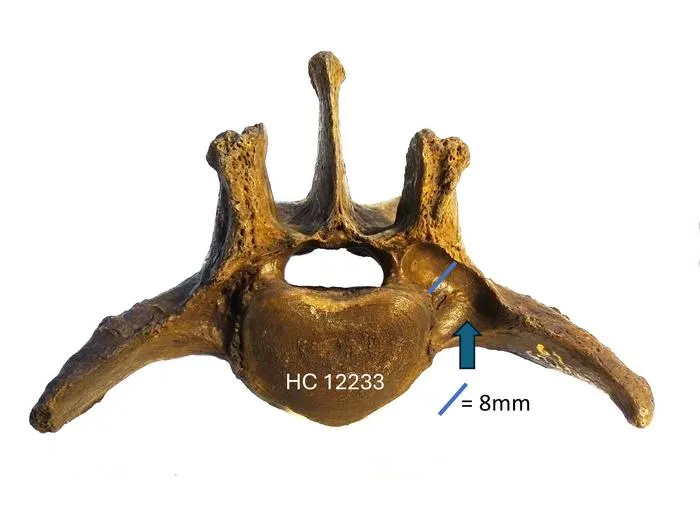 Lumbar vertebra HC 12233