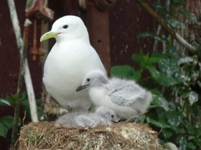 Black-legged kittiwakes with their chicks at Middleton Island, Alaska