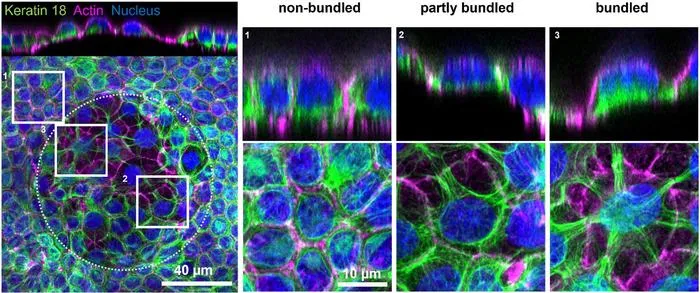Dome formed in response to pressure in the epithelial tissue