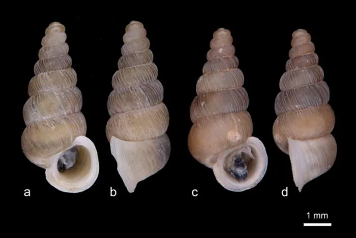 Cochlostoma komarnica and Cochlostoma dobrido
