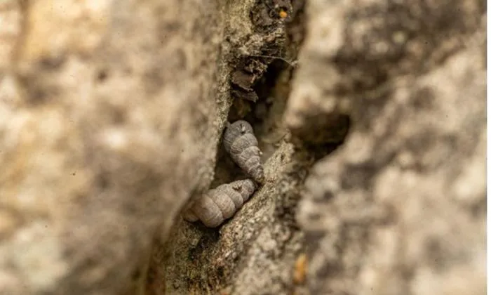 Cochlostoma dobrido