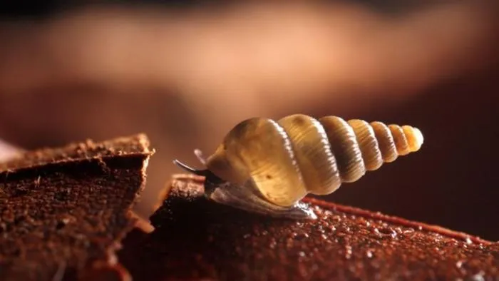 A Cochlostoma snail crawling in Montenegro.
