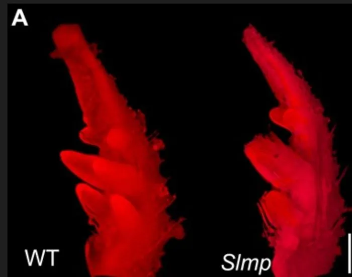 Stereoscope images of wild-type and mutant leaf primordia.