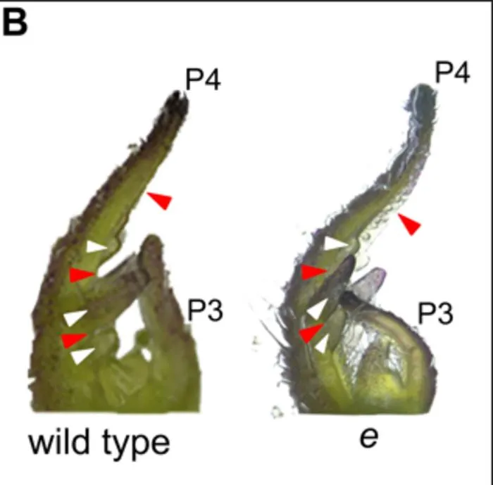 Stereoscope images of wild-type and mutant leaf primordia