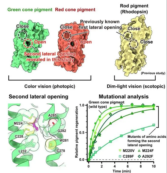 Structural comparison of red, green cone pigments, and rod pigment (rhodopsin)