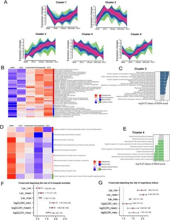 OXPHOS/glycolysis imbalance drives chronic liver disease progression