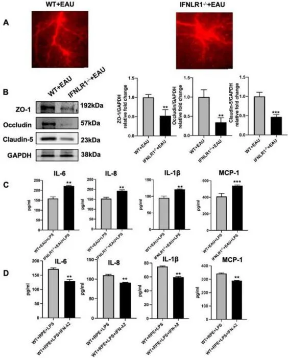 The effect of IFNLR1 deficiency on the function of blood-retinal barrier and RPE cells in vivo