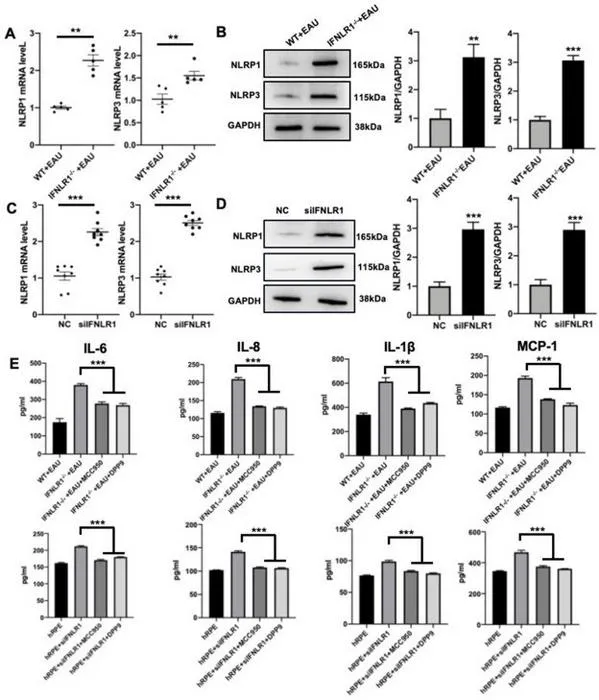 Validation of NLRP3 and NLRP1 in the RPE cells of EAU with IFN-λ deficiency